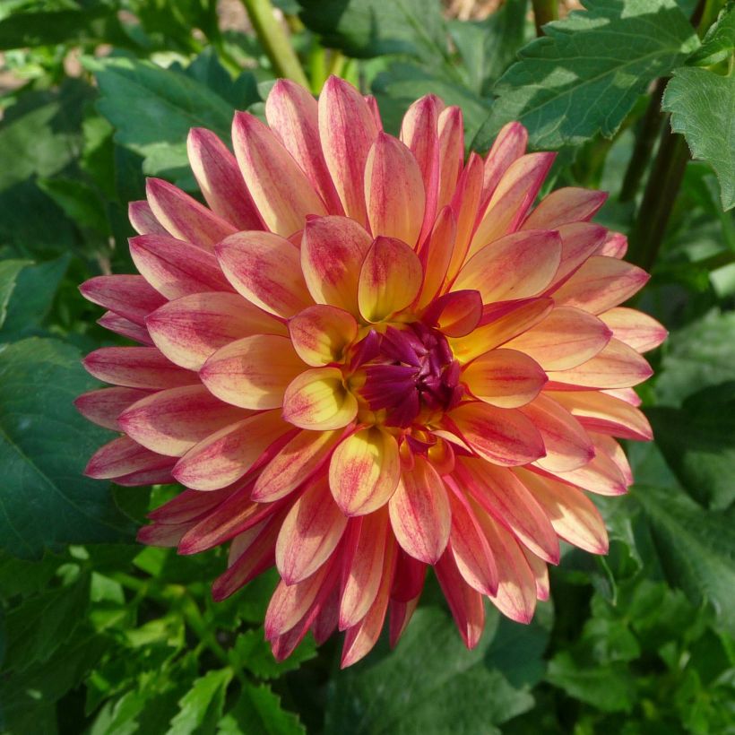 Dahlia Crazy Legs (Flowering)