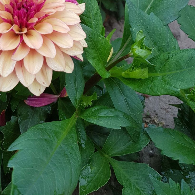 Dahlia Crème de Cognac (Foliage)