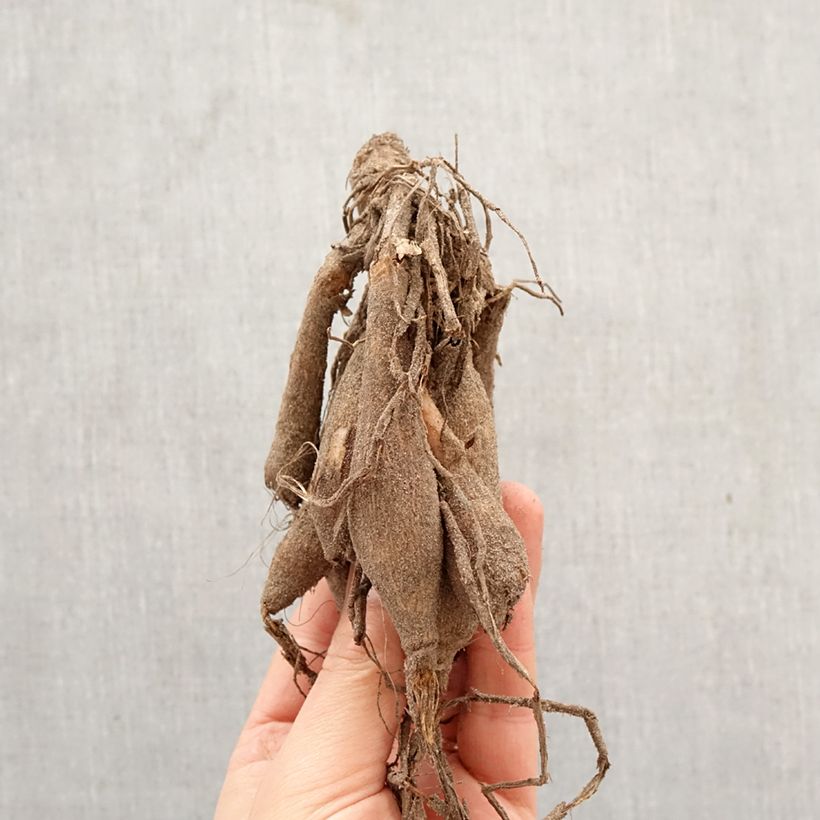 Dahlia Dazzling Sun Bulb size I sample as delivered in spring