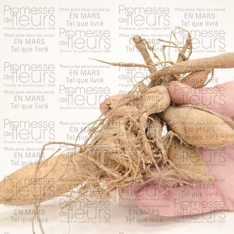 Example of Dahlia décoratif Hulin's Carnival Bulbe specimen as delivered