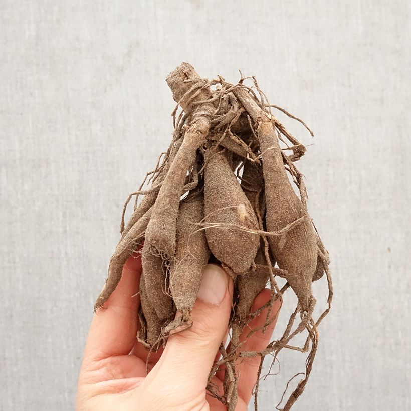 Dahlia Invitation Bulb size I sample as delivered in spring