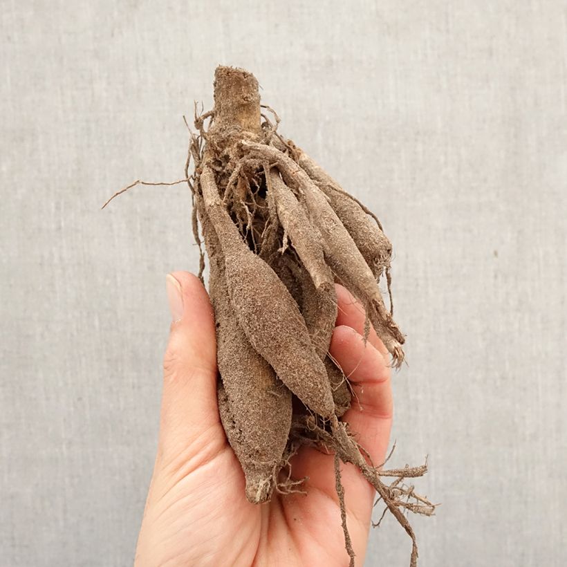 Dahlia Jennifer Mary Ellen Bulb size I sample as delivered in spring