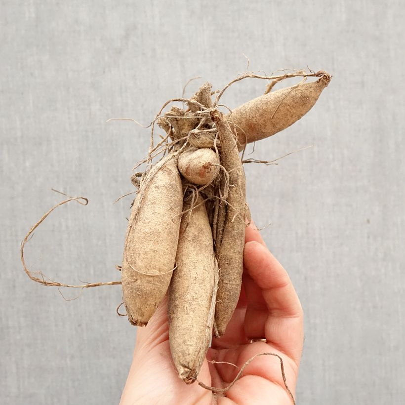 Dahlia Karma Serena Bulb size I sample as delivered in spring