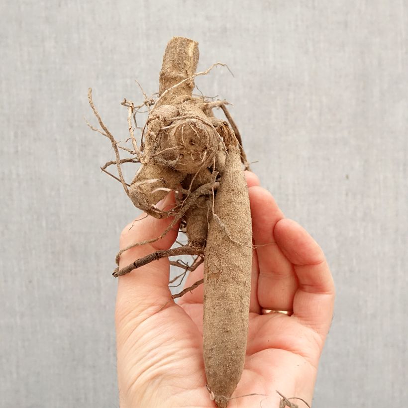 Dahlia Méditerranée Bulb size I sample as delivered in spring