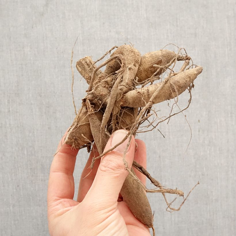 Dahlia Mrs Eileen Bulb size I sample as delivered in spring