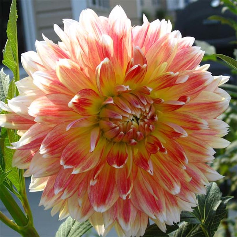 Dahlia Peaches and Cream (Flowering)