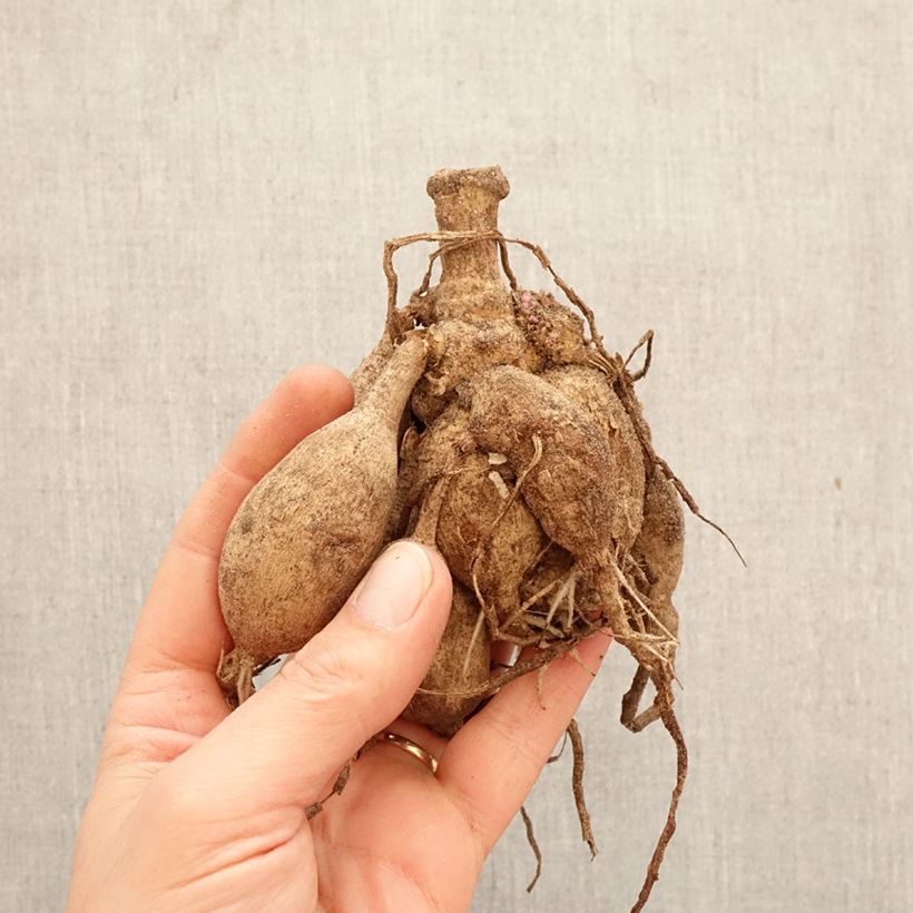 Dahlia Short Track Bulb size I sample as delivered in spring