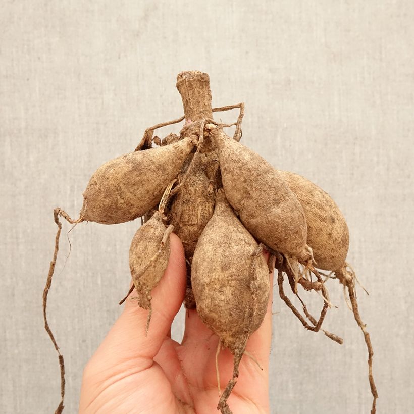 Dahlia Sturm Sweet Maria Bulb size I sample as delivered in spring