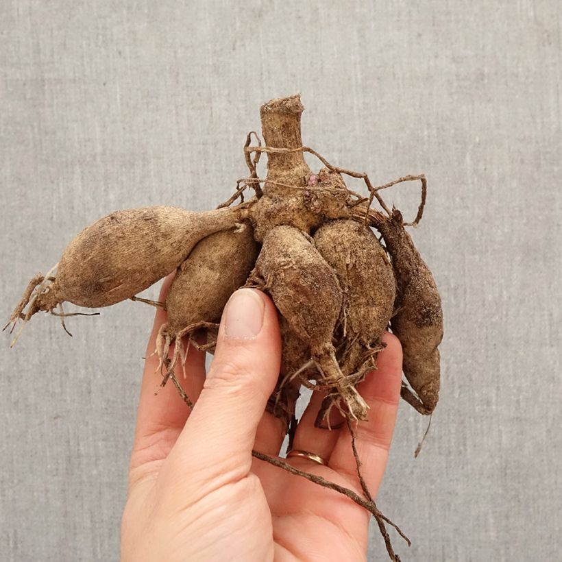 Dahlia Summer Beauty Bulb sample as delivered in spring