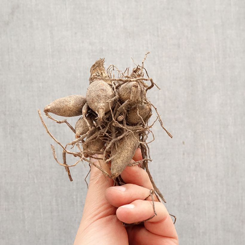 Dahlia Tour du Monde Bulb sample as delivered in spring