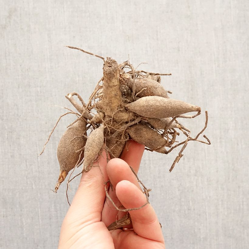 Dahlia Canary Fubuki Bulb size I sample as delivered in spring