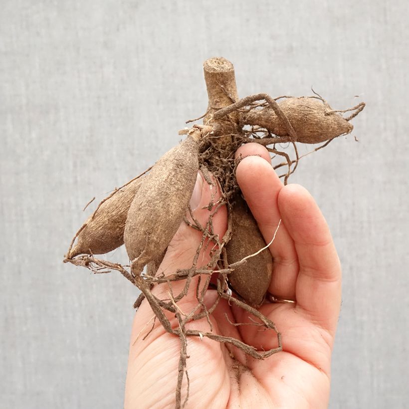 Dahlia Deep Impact Bulb size I sample as delivered in spring