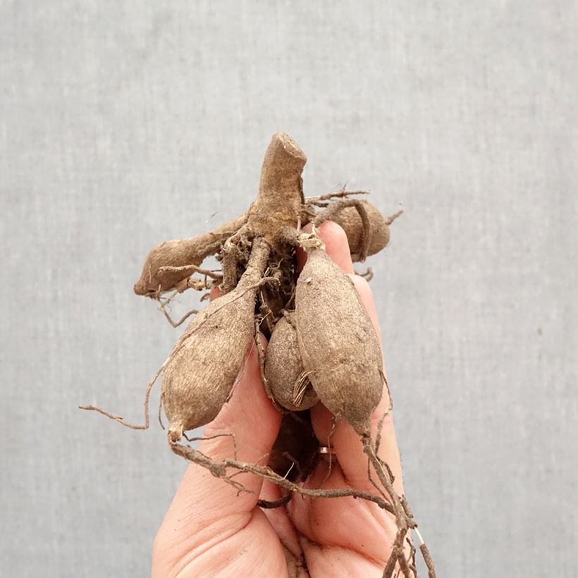 Dahlia Kogane Fubuki Bulb size I sample as delivered in spring