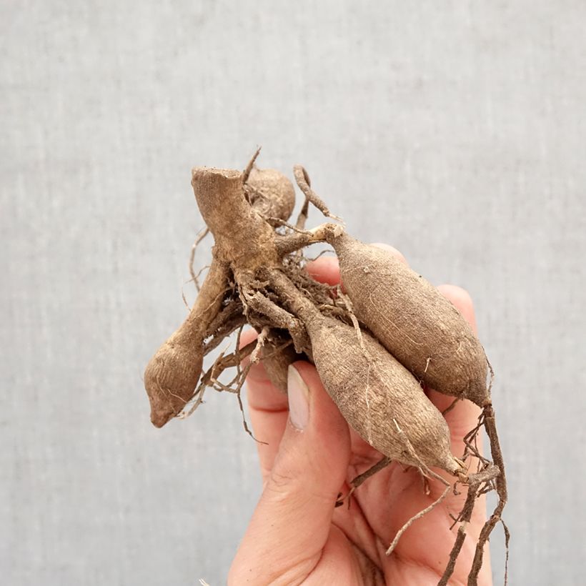 Dahlia Red Fubuki Bulb size I sample as delivered in spring