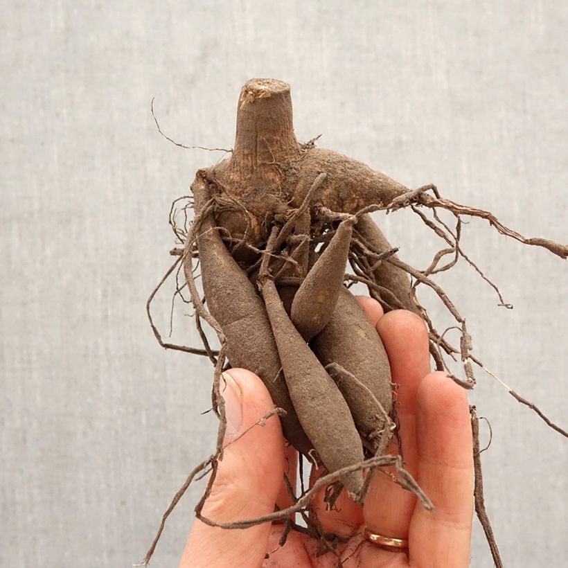 Dahlia Blith Spirit Bulb size I sample as delivered in spring