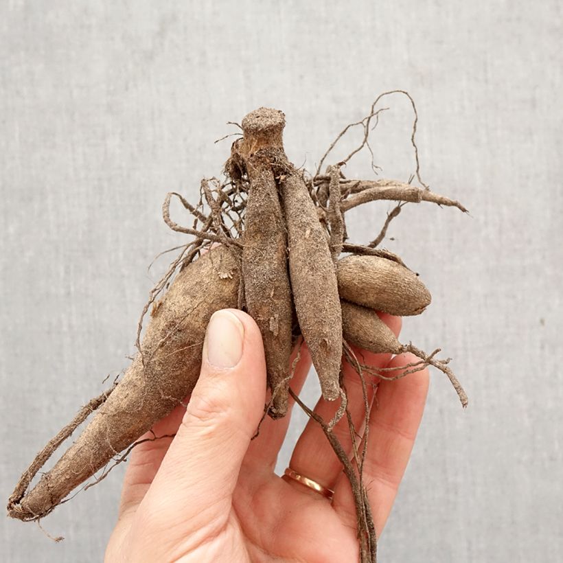 Dahlia Bodacious Bulb size I sample as delivered in spring