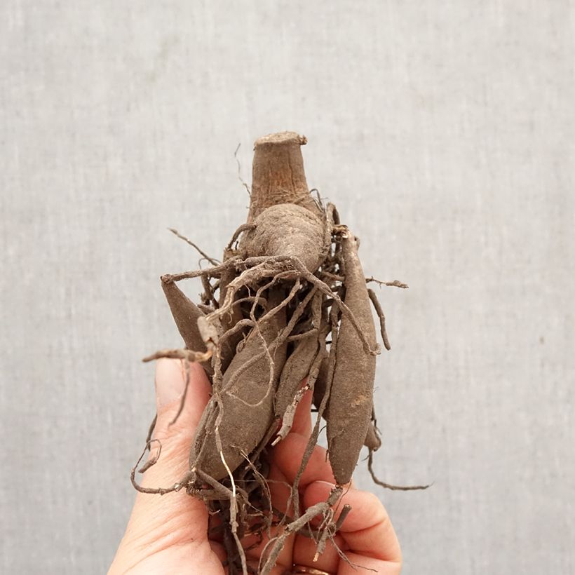 Dahlia Bristol Stripe Bulb size I sample as delivered in spring