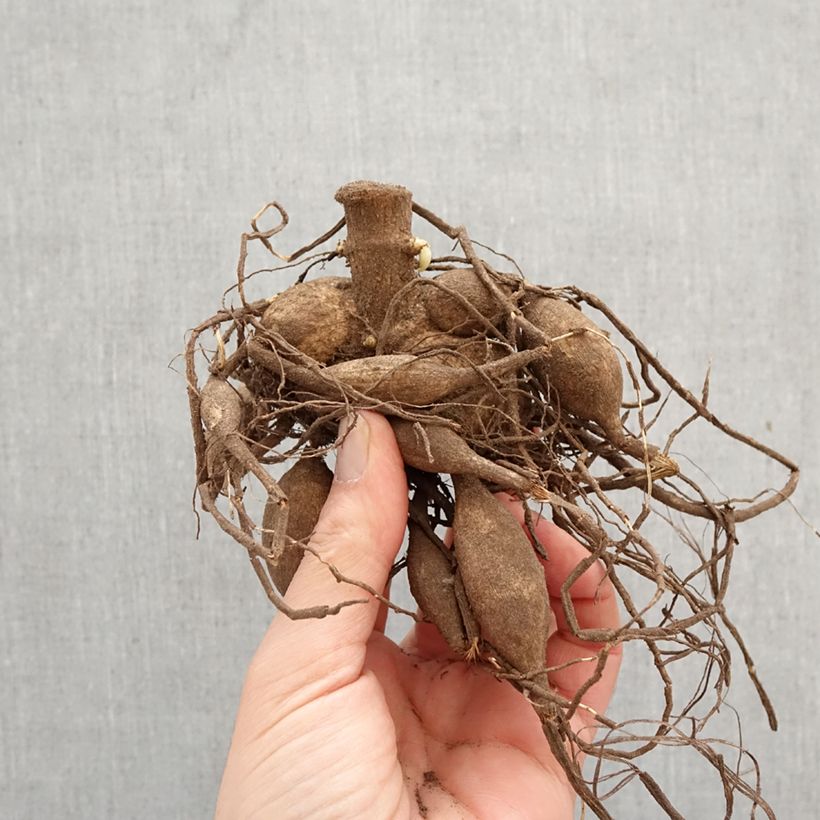 Dahlia Café au Lait Bulb size I sample as delivered in spring