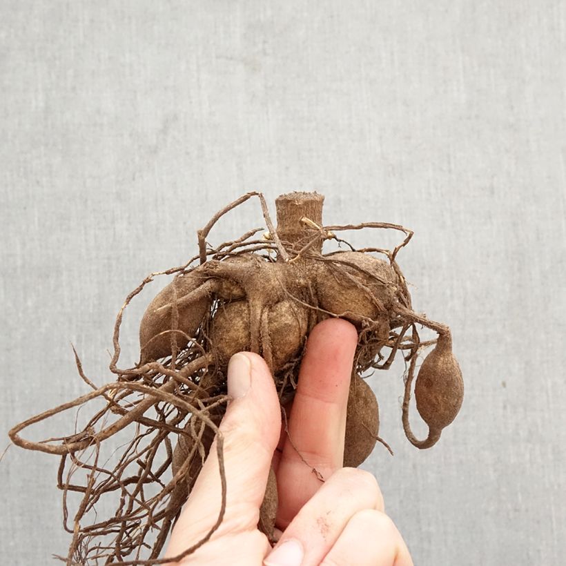 Dahlia Café au Lait Twist Bulb size I sample as delivered in spring