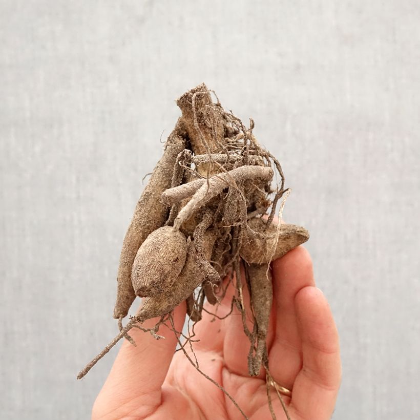 Dahlia Contraste Bulb size I sample as delivered in spring