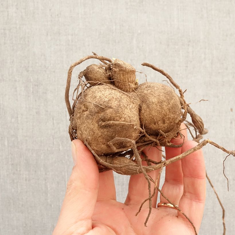 Dahlia Fantasie du Cap Bulb size I sample as delivered in spring