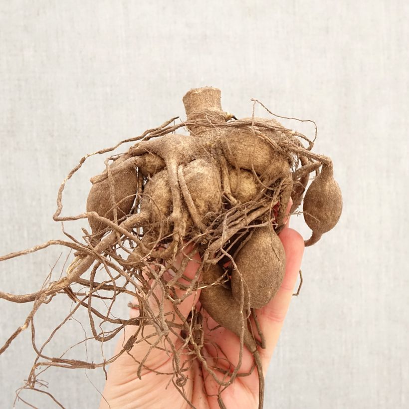 Dahlia Gitts Perfection Bulb size I sample as delivered in spring