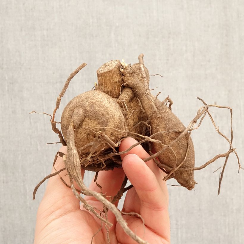 Dahlia Grand Finale Bulb size I sample as delivered in spring