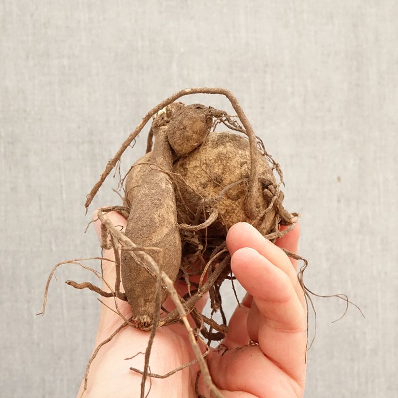 Dahlia Ice Breaker Bulb size I sample as delivered in spring