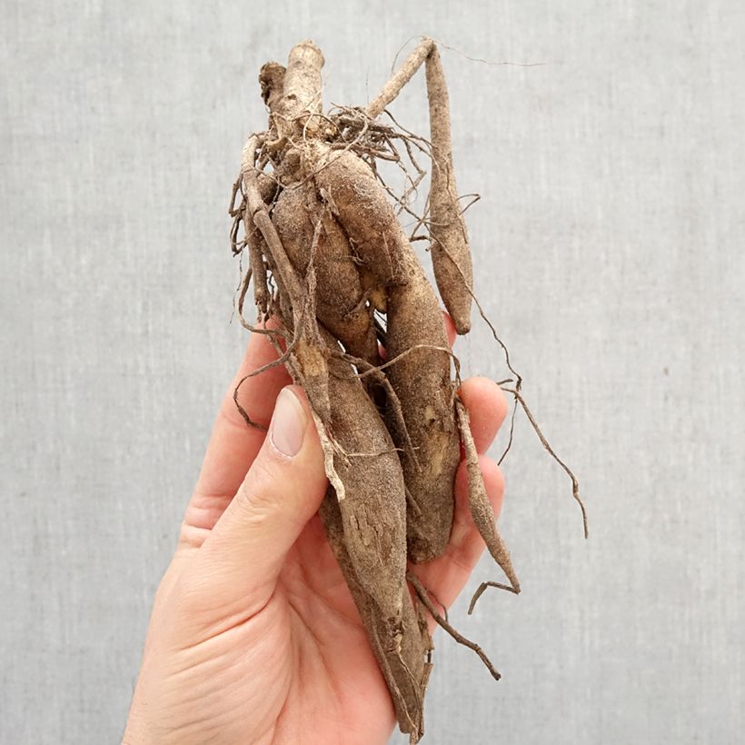 Dahlia Kenora Macop-B Bulb size I sample as delivered in spring