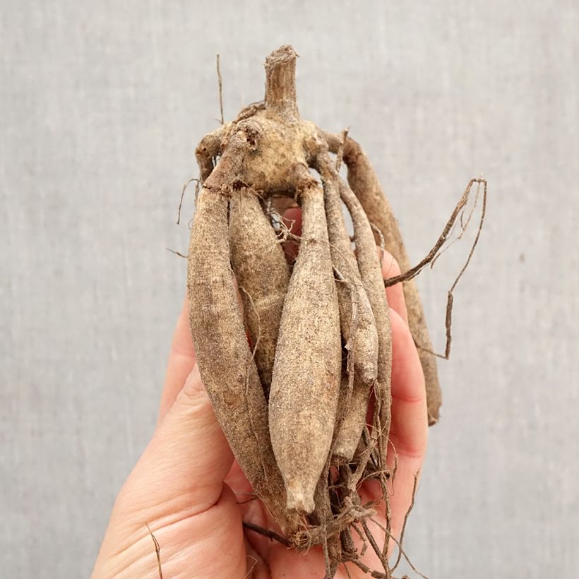 Dahlia Lilac Time Bulb size I sample as delivered in spring