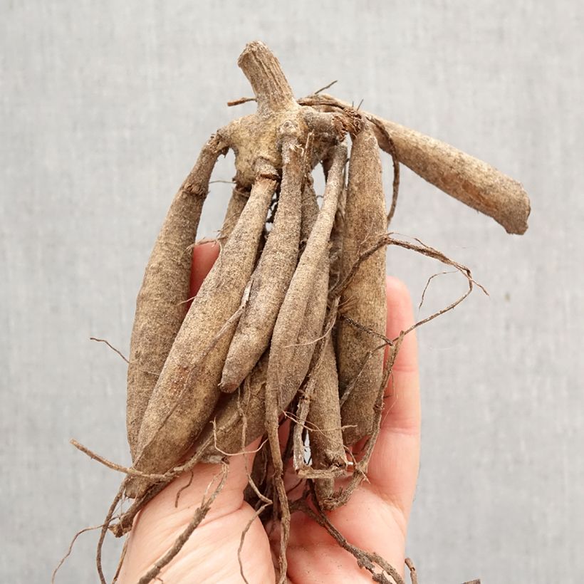 Dahlia Moonlight Sonata Bulb sample as delivered in spring