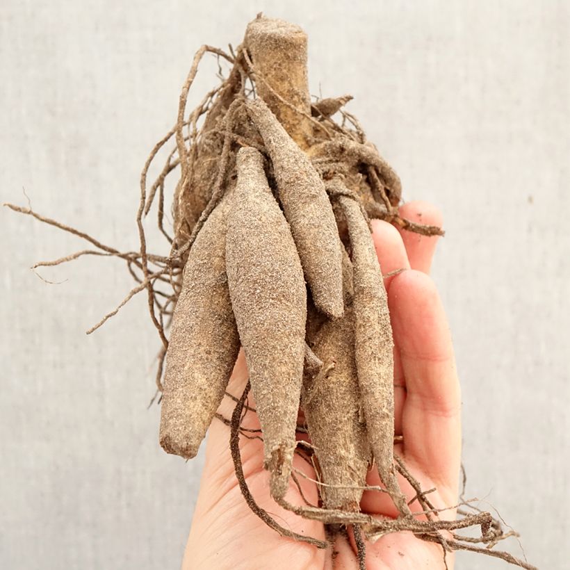 Dahlia Nikolas Tesla Bulb size I sample as delivered in spring