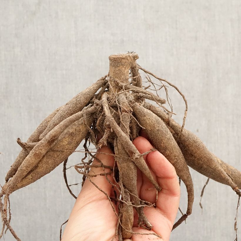 Dahlia Pineland's Princess Bulb size I sample as delivered in spring