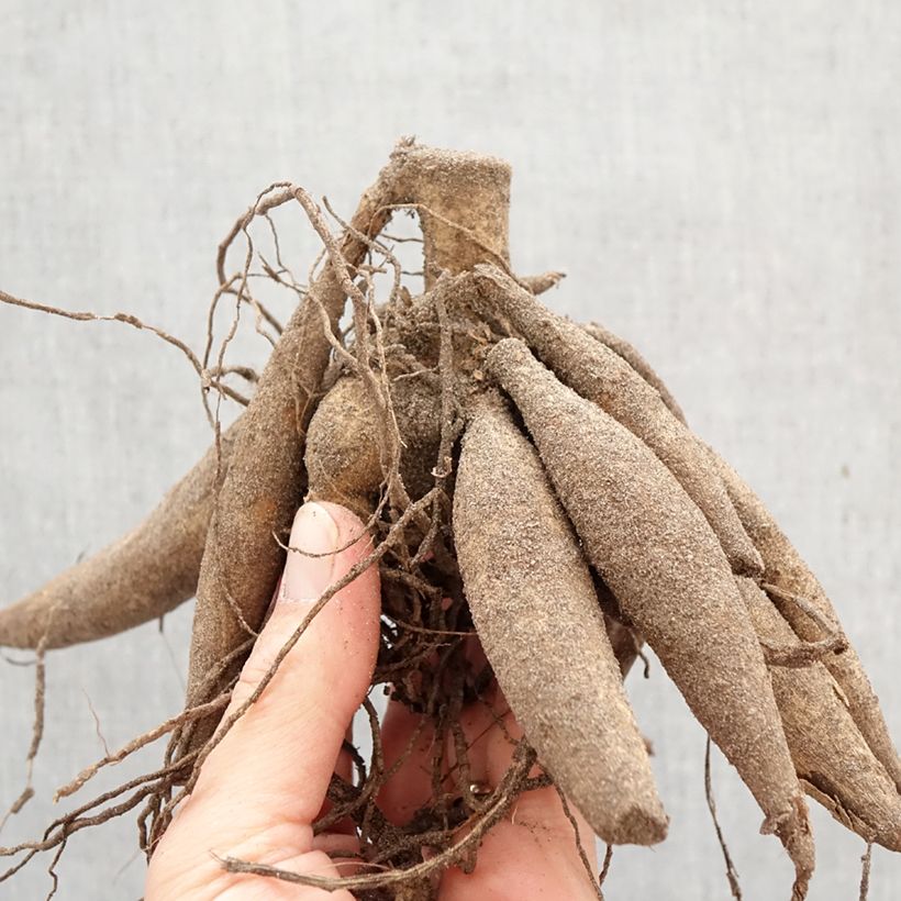 Dahlia Snowbound Bulb size I sample as delivered in spring