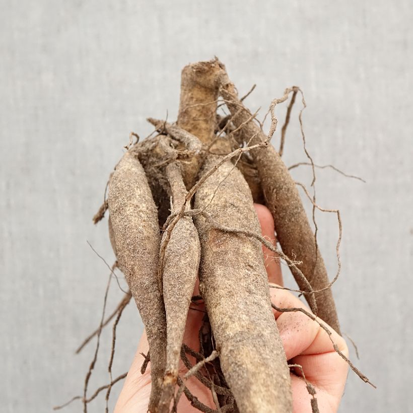 Dahlia Thomas A. Edison Bulb size I sample as delivered in spring