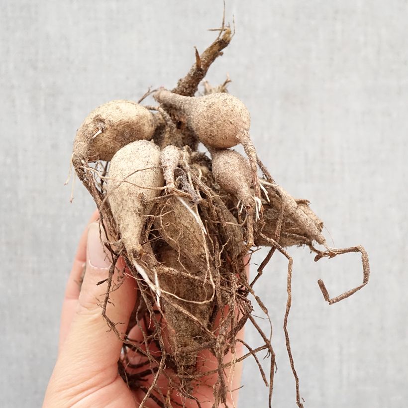 Dahlia Giraffe Bulb sample as delivered in spring