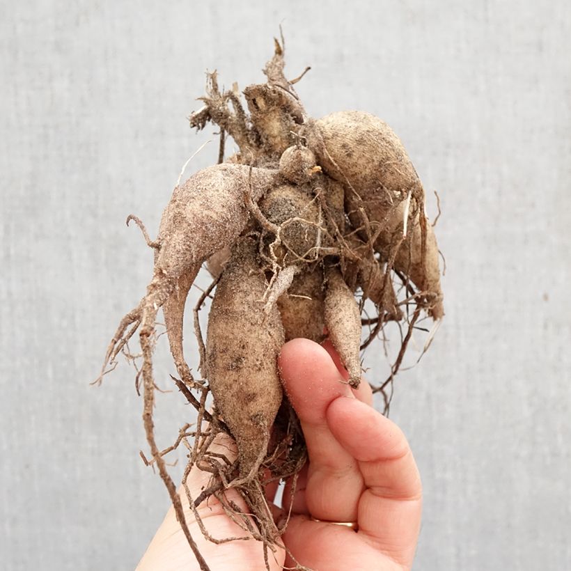 Dahlia Happy Single Flame Bulb size I sample as delivered in spring