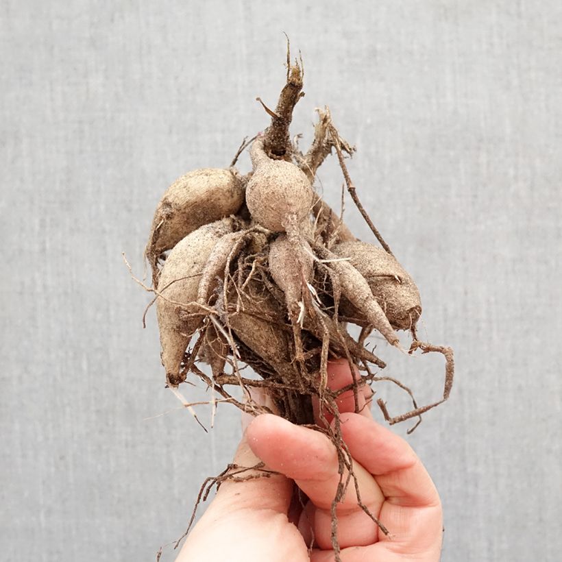 Dahlia Happy Single Kiss Bulb size I sample as delivered in spring