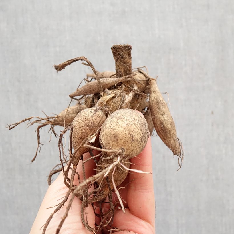 Dahlia Happy Single Princess Bulb size I sample as delivered in spring