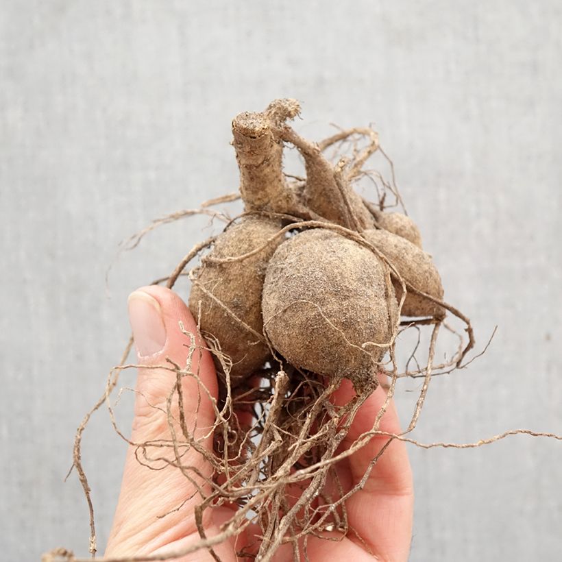 Dahlia Destiny's Teacher Bulb size I sample as delivered in spring