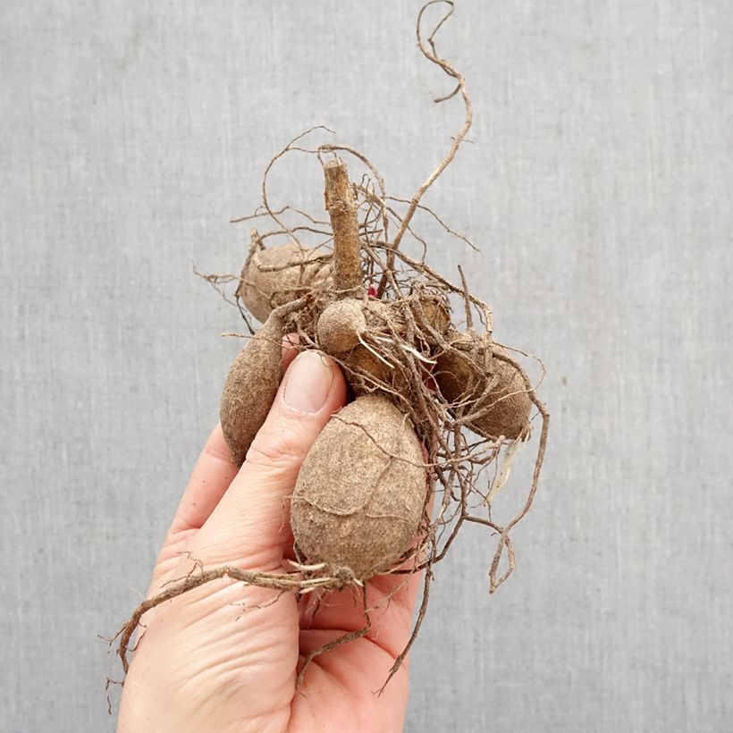 Dahlia Fragile Bulb size I sample as delivered in spring