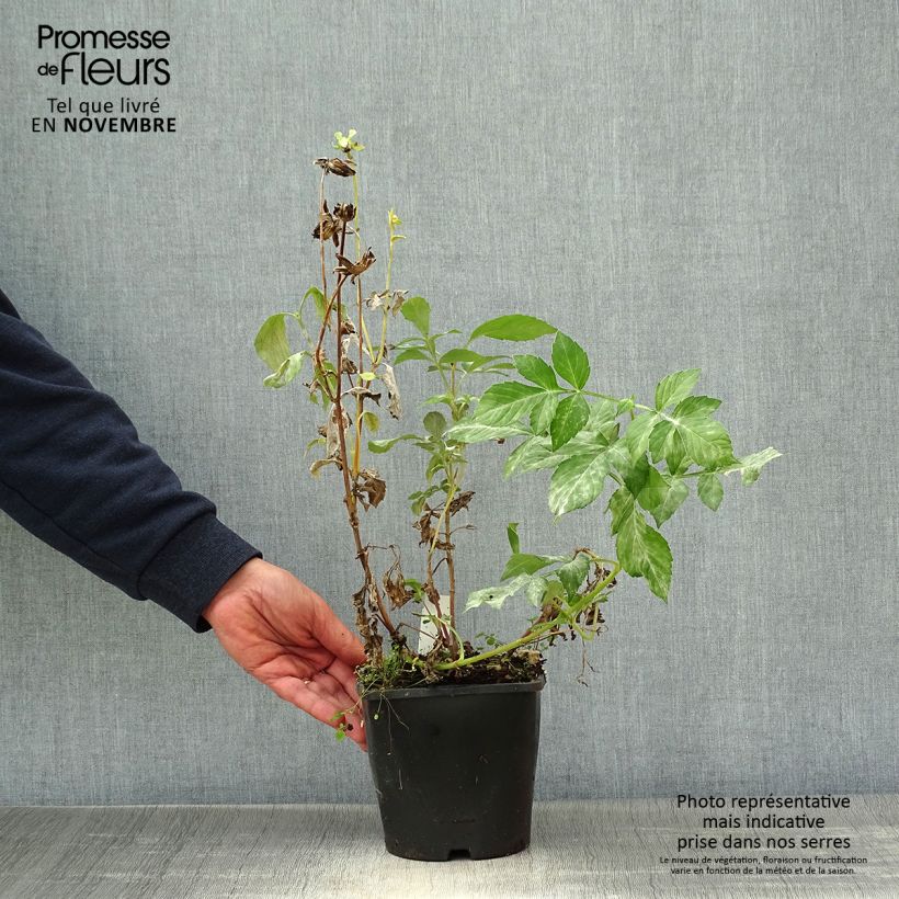 Dahlia Izarra 2L/3L pot sample as delivered in autumn