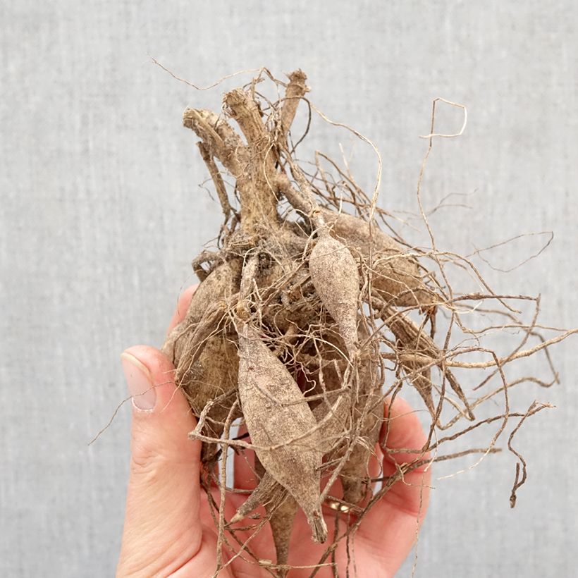 Dahlia Mon Ange Bulb sample as delivered in spring