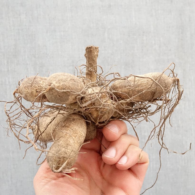 Dahlia Tahoma Moonshot Bulb sample as delivered in spring