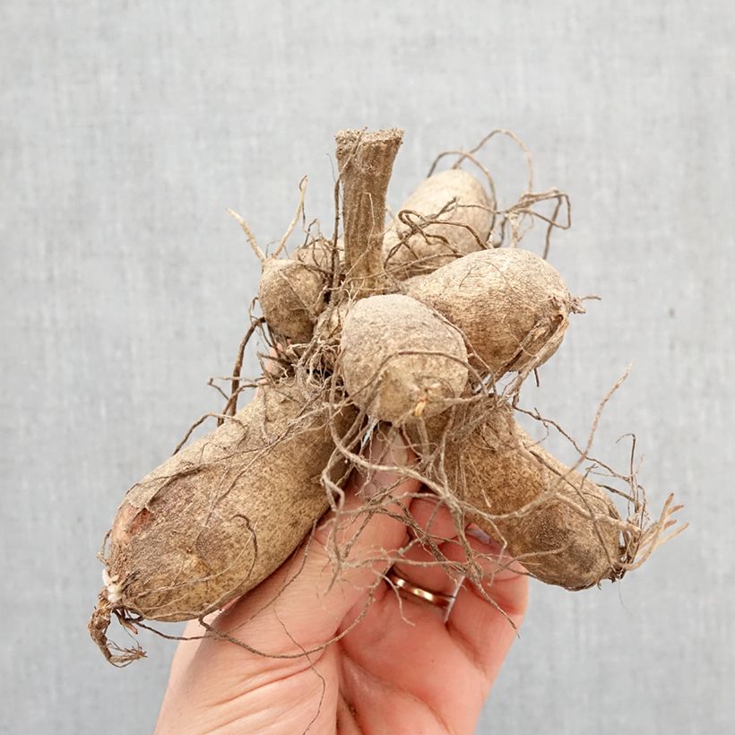 Dahlia Willie Willie Bulb sample as delivered in spring