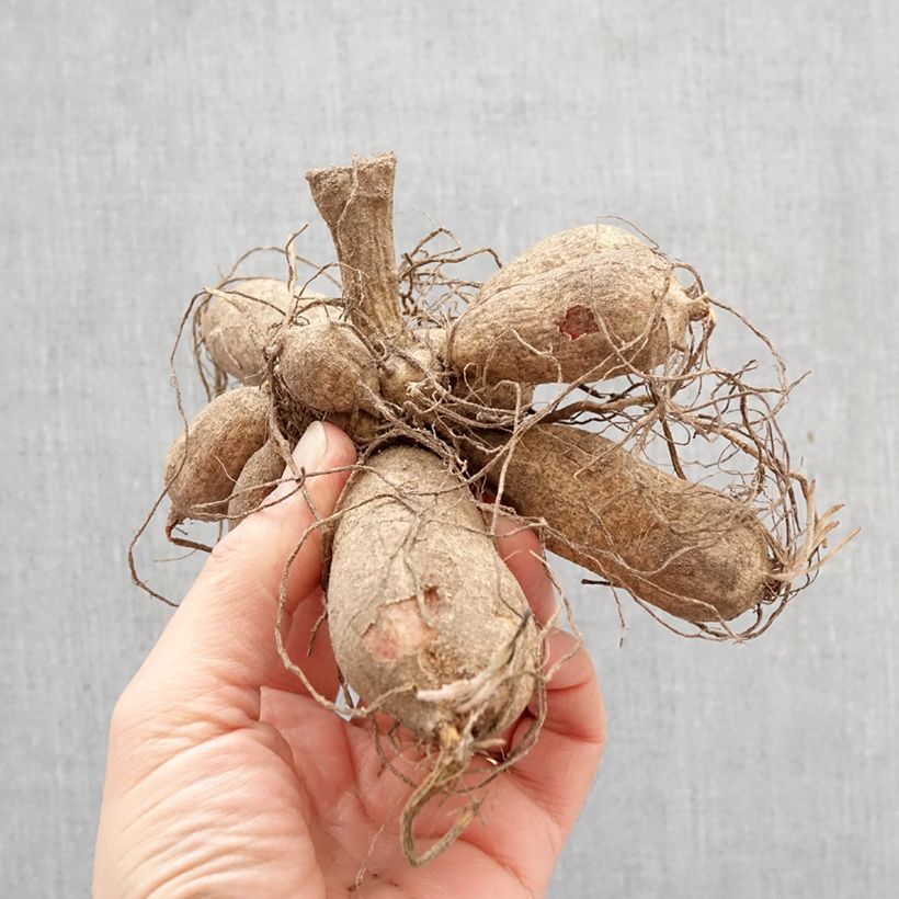 Dahlia Windmill Bulb size I sample as delivered in spring