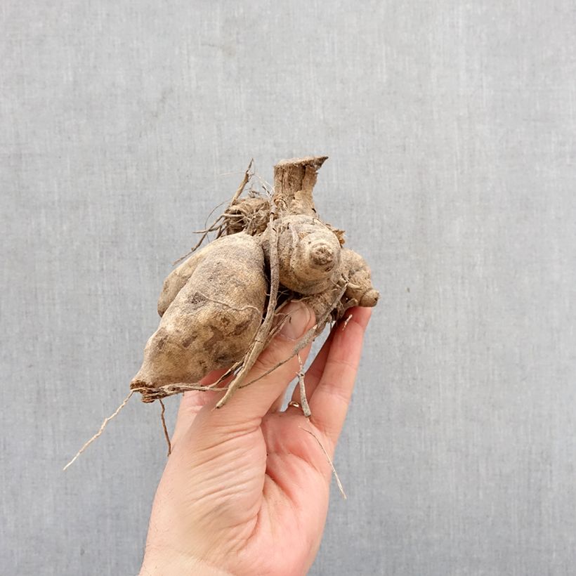 Dahlia Wit Nordstar Bulb sample as delivered in spring
