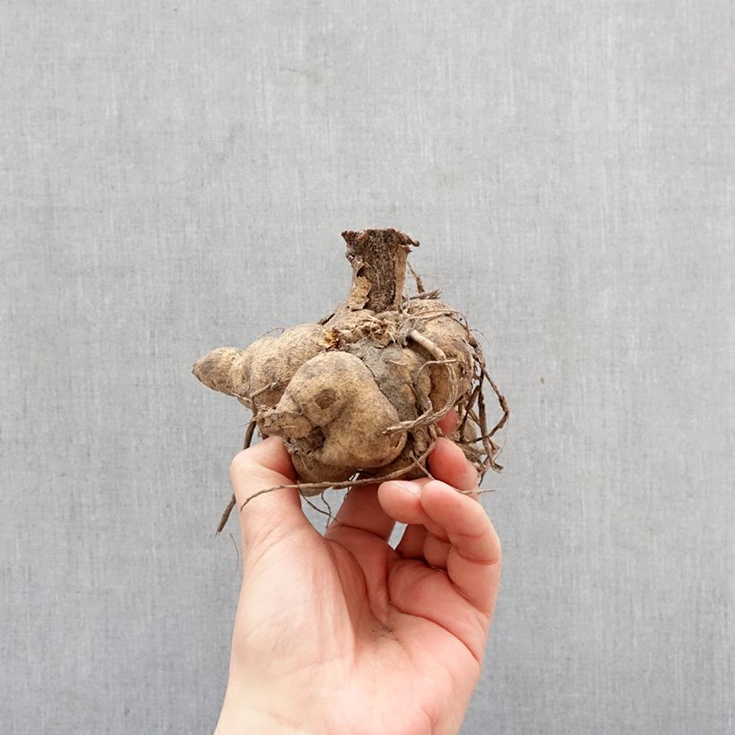 Dahlia Yellow Bulb size I sample as delivered in spring