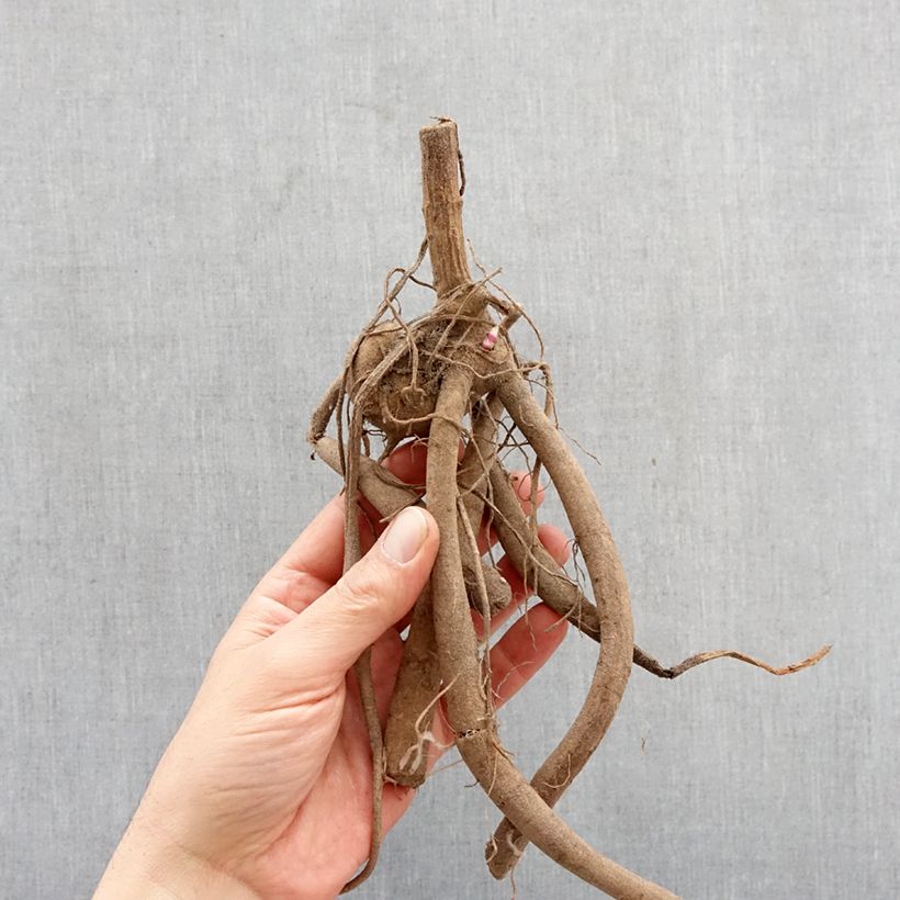 Dahlia imperialis - Giant Dahlia Bulb size I sample as delivered in spring