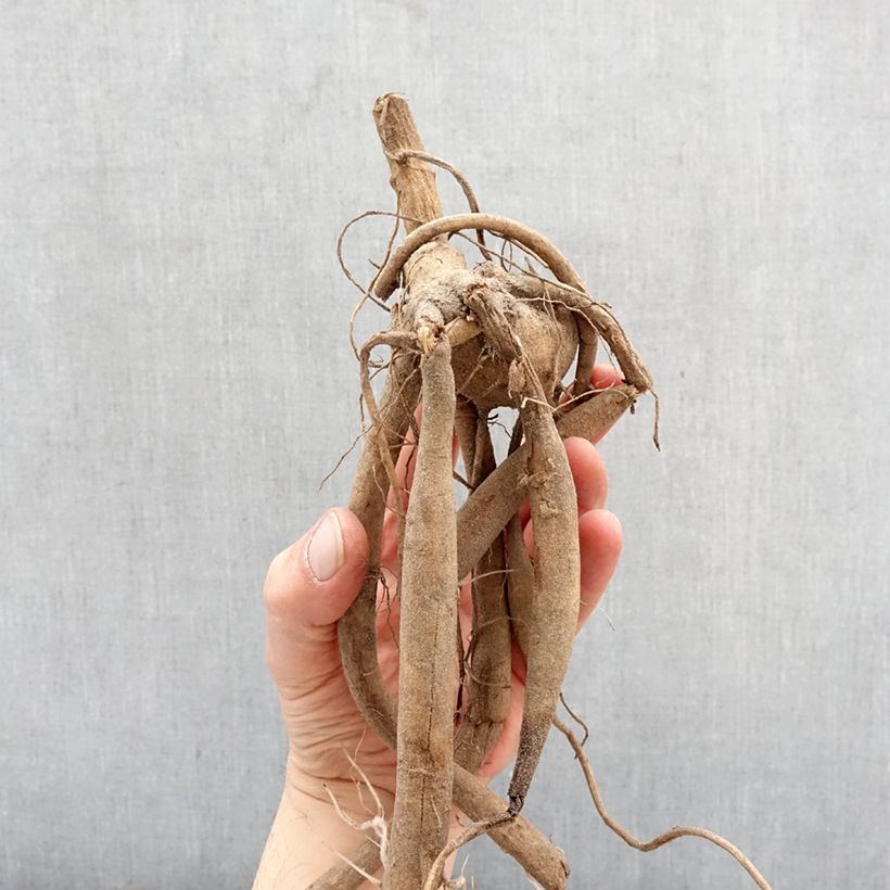 Dahlia imperialis White - Giant Dahlia Bulb size I sample as delivered in spring